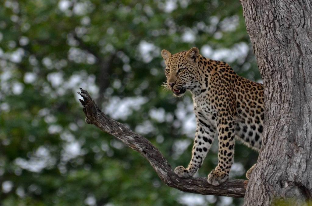 Tingala Lodge - Bed In The Bush ファラボルワ エクステリア 写真