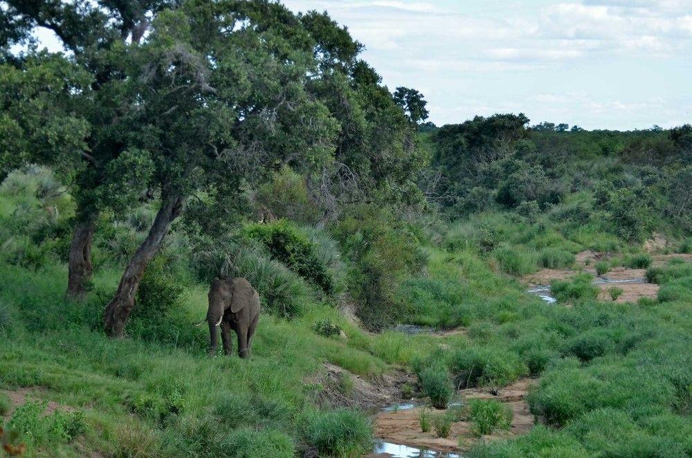 Tingala Lodge - Bed In The Bush ファラボルワ エクステリア 写真