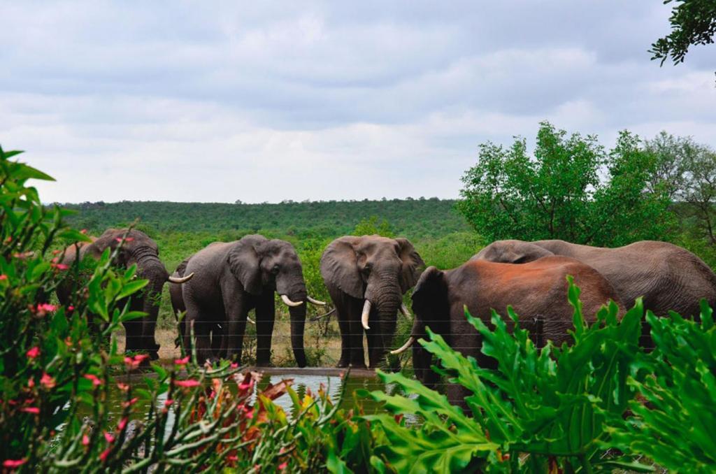 Tingala Lodge - Bed In The Bush ファラボルワ エクステリア 写真