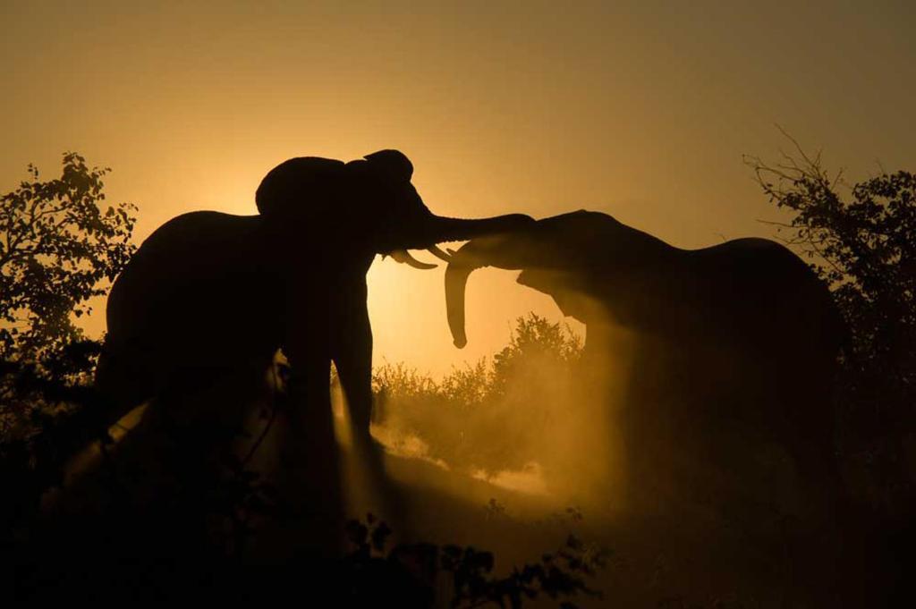 Tingala Lodge - Bed In The Bush ファラボルワ エクステリア 写真