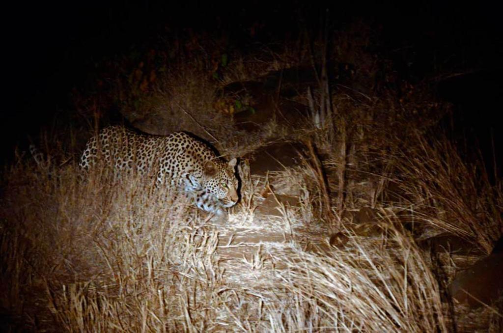 Tingala Lodge - Bed In The Bush ファラボルワ エクステリア 写真