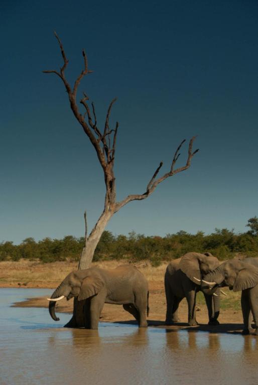 Tingala Lodge - Bed In The Bush ファラボルワ エクステリア 写真
